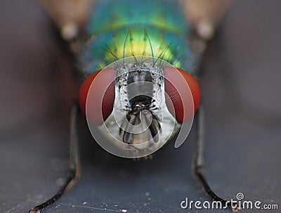 Close up macro shot of a Blowfly Green / Blue in the garden, photo taken in the United Kingdom Stock Photo