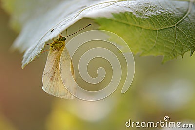 Close up macro shot of insects in garde, spring animals Stock Photo