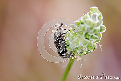 Close up macro shot of insects in garde, spring animals Stock Photo