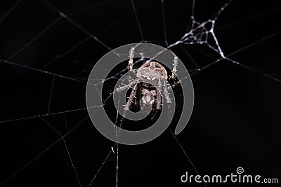 Close up macro shot spider garden orb weaving spider climbs on the web Stock Photo