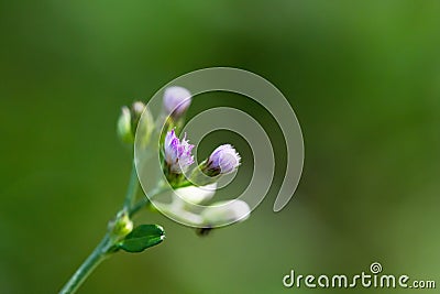 Close up macro shot of Vernonia cinerea or Little ironweed Stock Photo