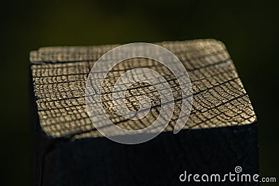 Close up Macro shot of a wooden log - a pole at sunset A small cone of light shining on wood Stock Photo