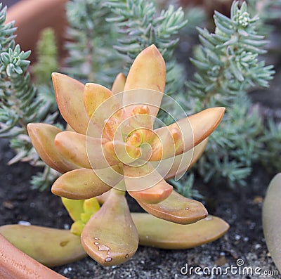 Close up macro shot of a yellow orange sedum nussbaumerianum coppertone stonecrop succulent plant with thick colorful star- Stock Photo