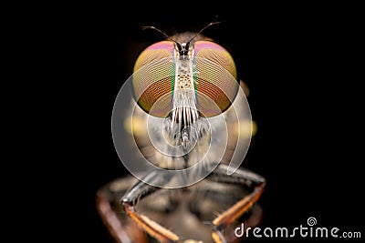 Close up macro shots Rober fly. Stock Photo