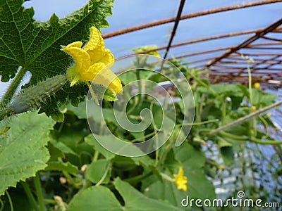 Close Up Macro of Slicing Cucumber Flower Stock Photo