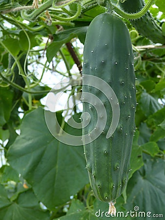 Close Up Macro of Slicing Cucumber Fruit Stock Photo