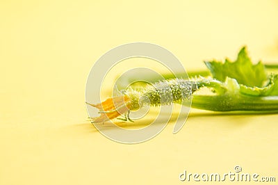 Close up, macro. Tiny cucumber shoot on a green fragile twig, topped with an orange flower. Copy space Stock Photo