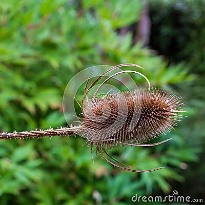 Close up macro view of a dried teasel flower Stock Photo