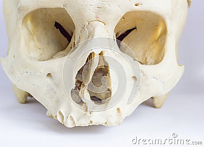 Close up macro view of human skull bone showing the anatomy of nasal foramen, nasal septum and orbital cavity Stock Photo