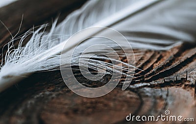 Close-up, macro. View of a part of a white chicken feather that lies on a wooden background Stock Photo