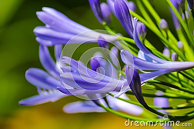 Close up macro of a violet agapanthus that is about to open Stock Photo