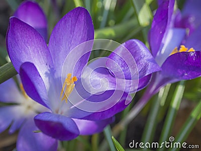 Close up macro violet Crocus vernus spring flower on defocused g Stock Photo