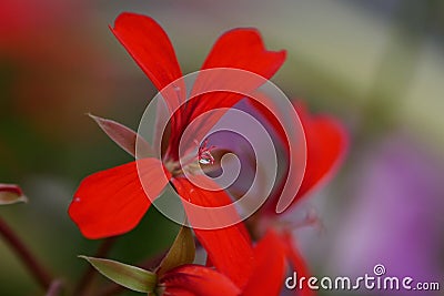 Close up Macro water droplet on stamen of red flower Stock Photo