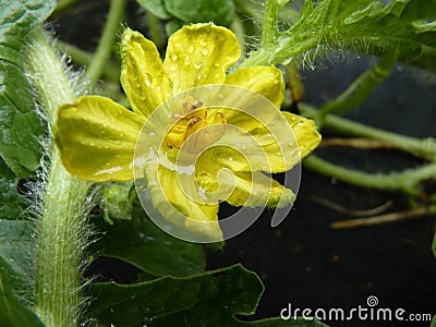 Close Up Macro of Watermelon Melon Flower Stock Photo