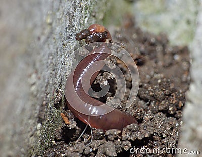 Close up macro of a worm in the garden, photo taken in the UK Stock Photo