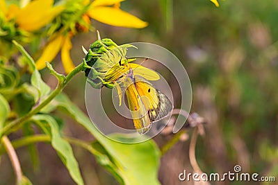 Close up macrophotography of Colias eurytheme, the orange sulphur butterfly on sunflower bud. Stock Photo