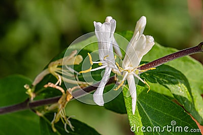 Close up macrophotography of White flower, honeysuckle Stock Photo