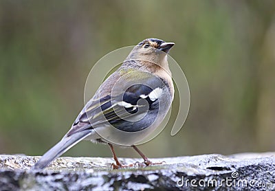 Close up of Madeiran chaffinch - Fringilla coelebs maderensis - sitting on the ground with colourful background on Madeira island Stock Photo