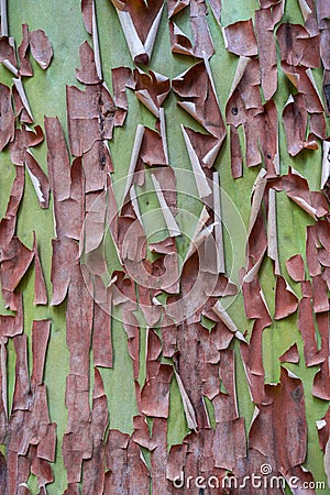 Close up of Madrone tree Arbutus menziesii peeling bark, California Stock Photo