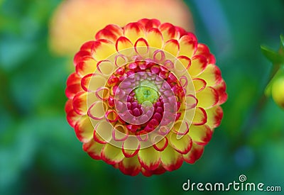 Close up of magical Dahlia flower. Stock Photo