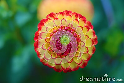 Close up of magical Dahlia flower. Stock Photo