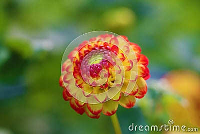 Close up of magical Dahlia flower. Stock Photo