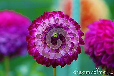 Close up of magical Dahlia flower. Stock Photo