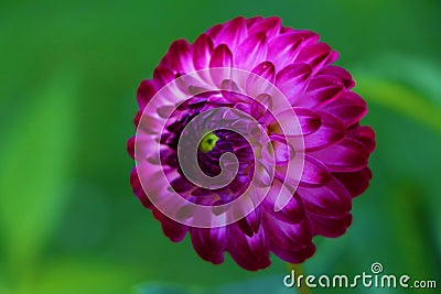 Close up of magical Dahlia flower. Stock Photo