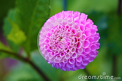 Close up of magical pink maaike flower. Stock Photo