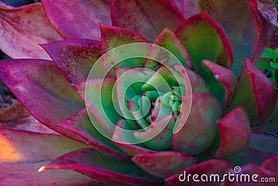 Close-up of a magnificent bright and vibrant Echeveria Red Glow succulent cactus plant Stock Photo