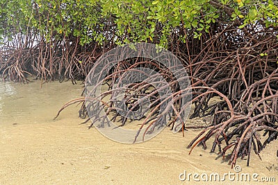 Close up of magrove trees with branches with green leaves. Close up of mangrove leaf. Detail of mangrove trees along the mangrove. Stock Photo