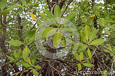 Close up of magrove trees with branches with green leaves. Close up of mangrove leaf. Detail of mangrove trees along the mangrove. Stock Photo