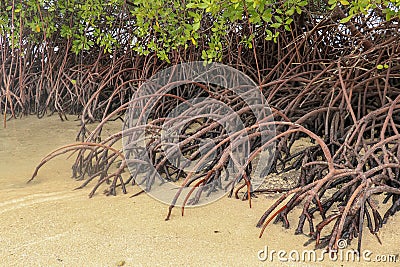 Close up of magrove trees with branches with green leaves. Close up of mangrove leaf. Detail of mangrove trees along the mangrove. Stock Photo