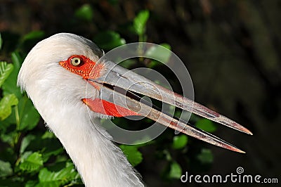 Close-up of maguari stork Stock Photo