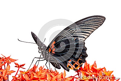 Great Mormon (Papilio memnon agenor) butterfly Stock Photo