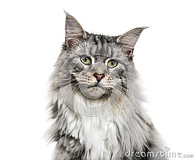 Close-up on a main coon cat face, isolated Stock Photo