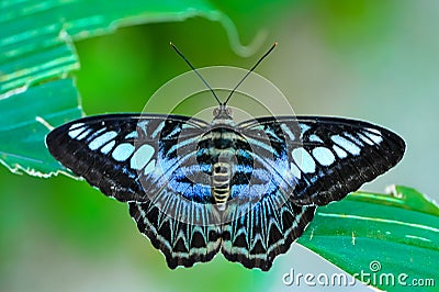 Close up Malaysian Blue clipper butterfly Parthenos sylvia Stock Photo