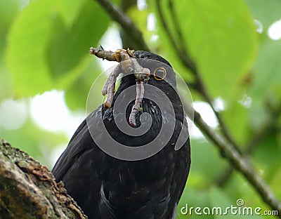 Close-up of male blackbird with worms and grubs Stock Photo