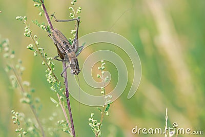 Brown cricket Stock Photo