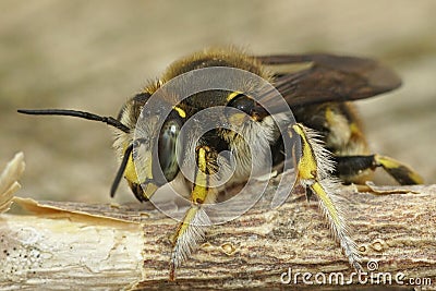 Close up of a male common carder bee , Anthidium manicatum Stock Photo