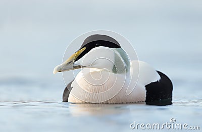 Close up of a male common eider, Norway. Stock Photo