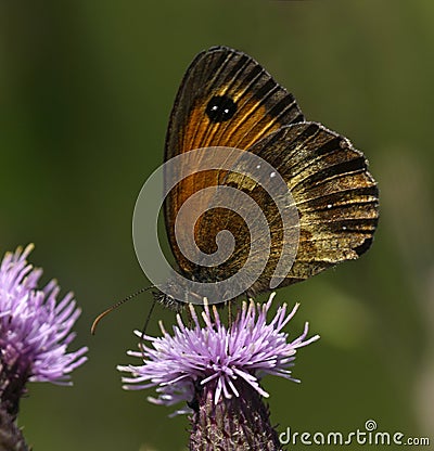 Male Gatekeeper butterfly Stock Photo