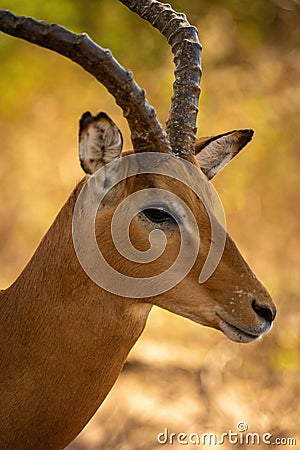 Close-up of male common impala staring right Stock Photo