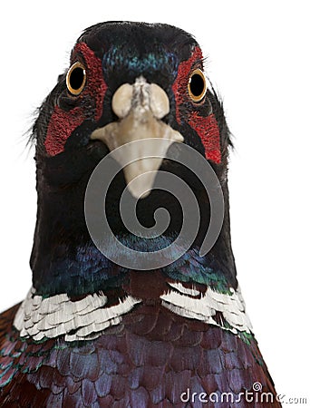 Close up of Male European Common Pheasant Stock Photo