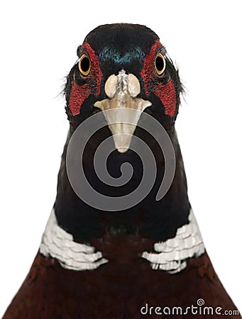 Close up of Male European Common Pheasant, Phasianus colchicus Stock Photo