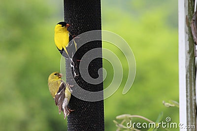 Close up of a male and female American Goldfinch on a thistle birdfeeder Stock Photo