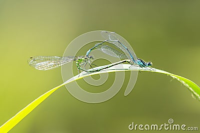 Closeup of two common bluetail Ischnura elegans damselflies mating wheel or heart Stock Photo