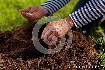Close up of male hands enriching soil near just planted tree Stock Photo