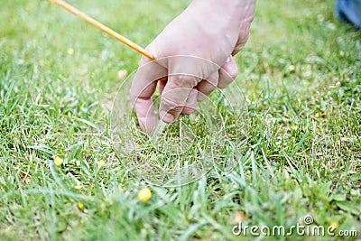 Close up of male hands pegging down a tent on grass. Stock Photo