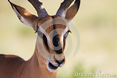 Close up of a male Impala Stock Photo